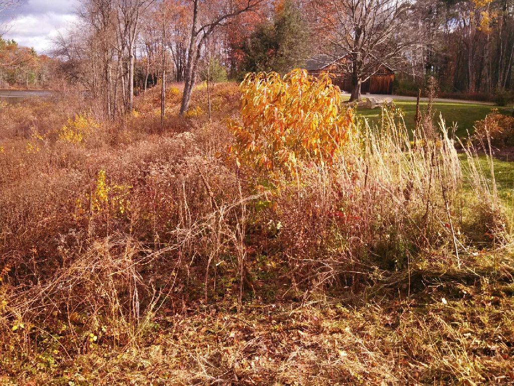 Autumn scene with dry grasses and shrubs in the foreground, a small tree with orange leaves, and a house partially visible in the background.